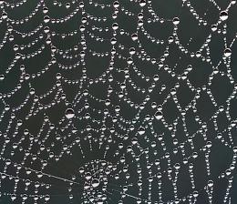 Morning Web......